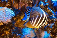 Sailfin Tang Thumbnail