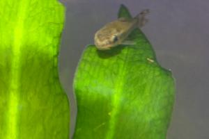 Ottocinclus Thumbnail