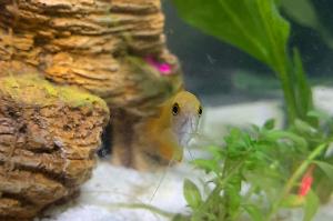 Honey gourami Thumbnail