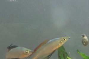 Threadfin Rainbowfish Thumbnail