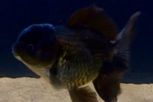 Oranda Thumbnail