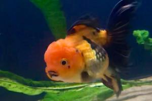 Oranda Thumbnail