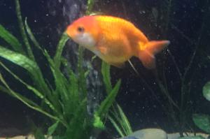 Ranchu Goldfish Thumbnail