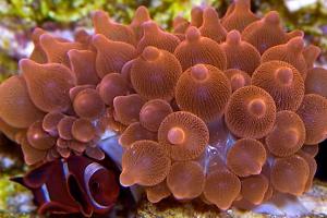 Rose Bubble Tip Anemone Thumbnail