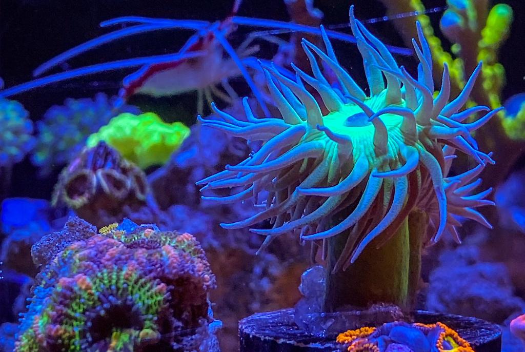 First Reef (Waterbox cube 20) on Feb 5, 2020