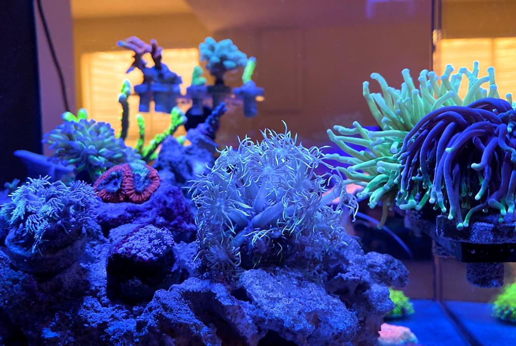 First Reef (Waterbox cube 20) on Feb 5, 2020