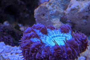 Big Polyp Blastomussa Coral Thumbnail