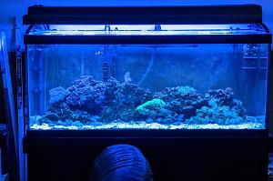 75 Gallon Display Reef Thumbnail