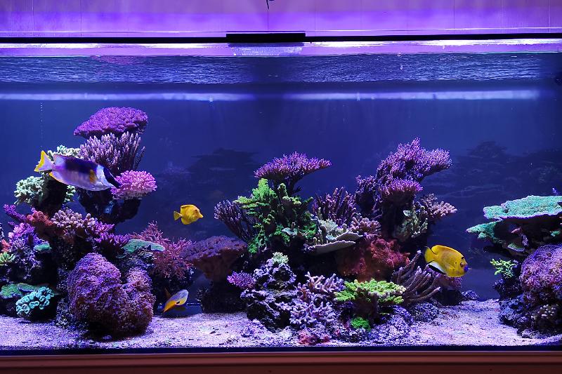 ManCave reef Thumbnail