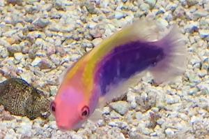 Multicolor Lubbock's Fairy Wrasse Thumbnail