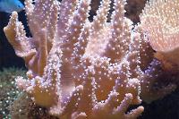 Thick Finger Leather Coral Thumbnail