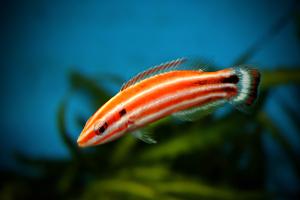 Pacific Redstripe Hogfish Thumbnail