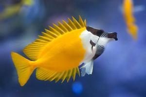 Foxface Rabbitfish Thumbnail