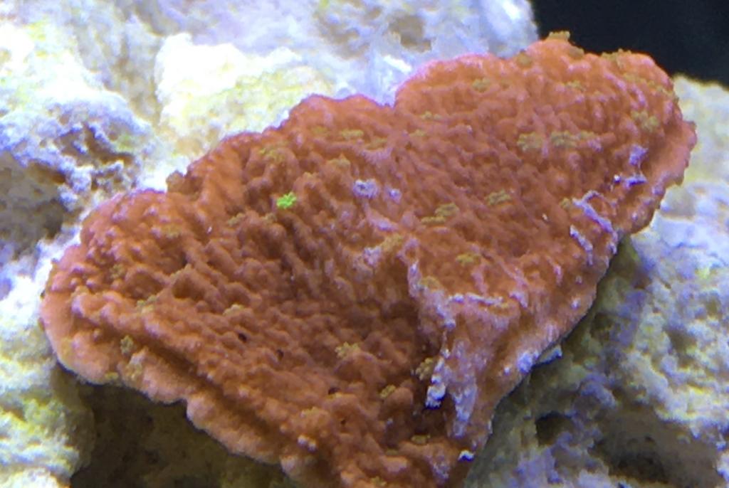 Montipora capricornis