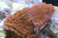 Montipora capricornis Thumbnail