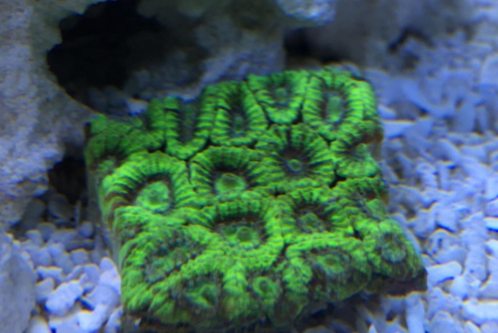 Favia Brain Coral