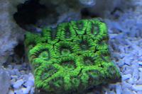 Favia Brain Coral Thumbnail