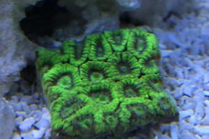 Favia Brain Coral