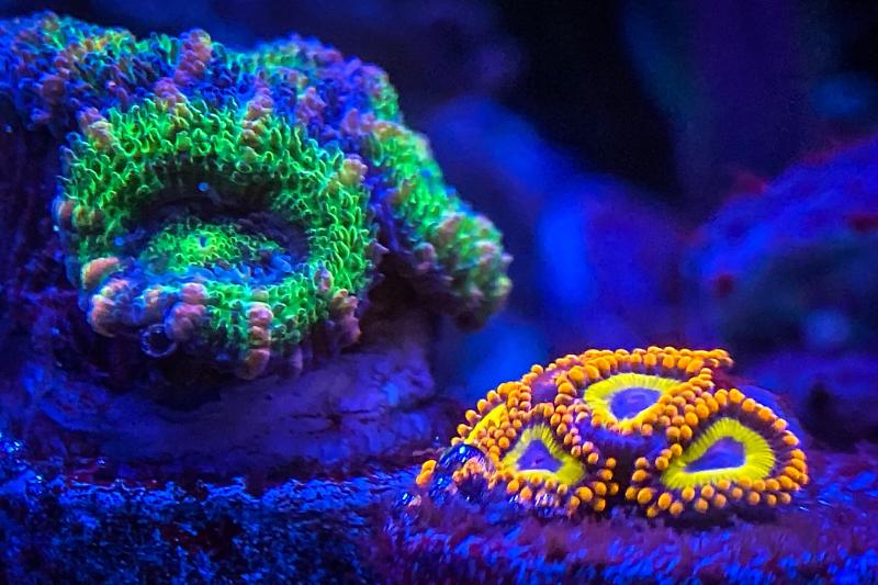 First Reef (Waterbox cube 20) Thumbnail