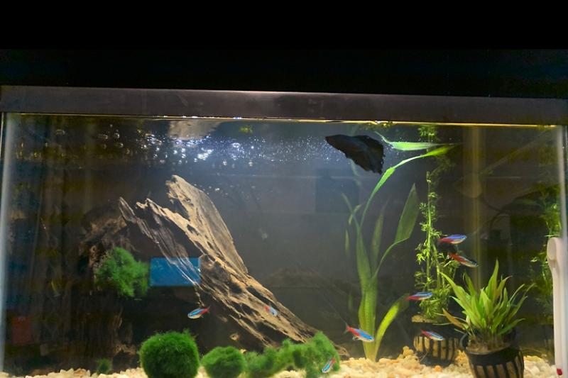 10 Gallon FW Thumbnail