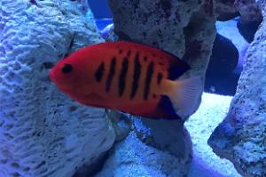 Flame Angelfish Thumbnail