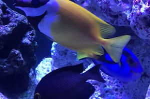 Foxface Rabbitfish Thumbnail