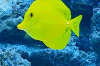 Yellow Tang Thumbnail