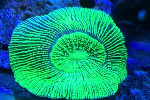 Trachyphyllia Vert Fluo Thumbnail