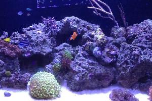 Western's Reef Thumbnail