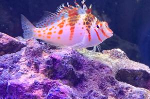 Spotted Hawkfish Thumbnail