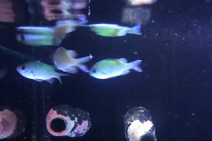 Green Chromis Thumbnail