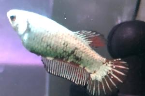 Betta Thumbnail