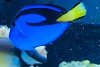 Blue Tang Thumbnail