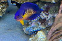 Coral Beauty Angelfish Thumbnail