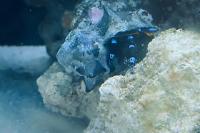 Electric blue hermit crab Thumbnail