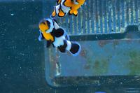 Snowflake Ocellaris Clownfish Thumbnail