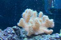 Mushroom Finger Coral Thumbnail