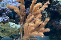 Gorgonion Tree coral Thumbnail