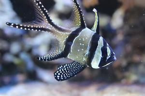 Banggai Cardinalfish Thumbnail