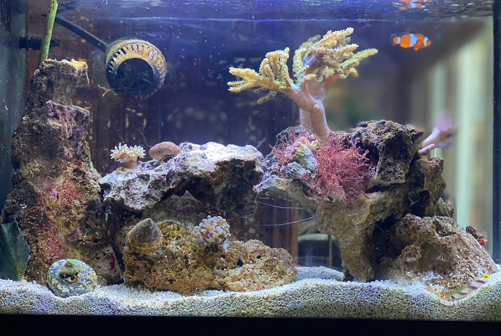 Nano Reef on Feb 16, 2020