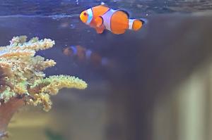 Clownfish