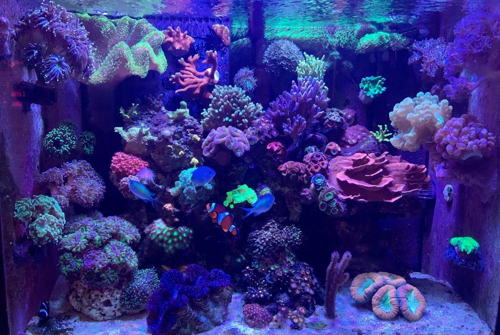 My Aquarium on February 18, 2020