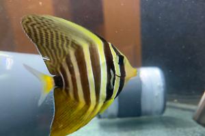 Sailfin tang Thumbnail