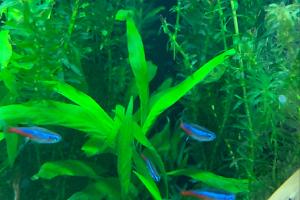 Neon tetra Thumbnail