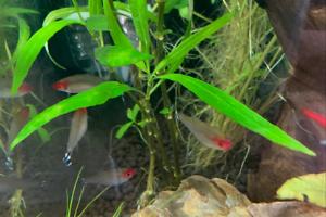 Rummynose tetras Thumbnail