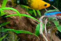 Sunset Platy Thumbnail