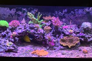 40G Mixed Reef on Feb 19, 2020