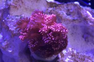 Red Sea Reefer 250 Thumbnail