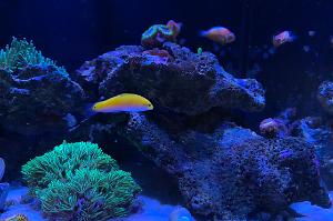 Yellow Wrasse Thumbnail