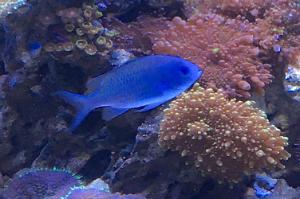 Chromis Thumbnail